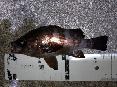 漁港で梅雨メバル