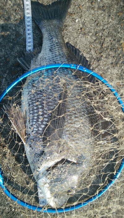 『釣りデビュー❤』181日目✨