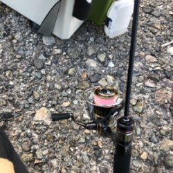 久々アジング、嬉しいゲスト