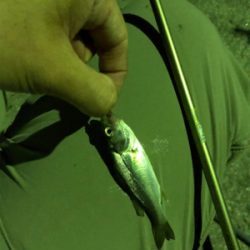 泉大津キスシーズンイン！