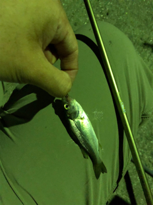 泉大津キスシーズンイン！