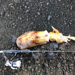 2021 佐渡ヶ島ライトゲーム&エギング