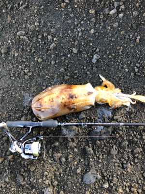 2021 佐渡ヶ島ライトゲーム&エギング