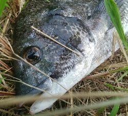 『釣りデビュー❤』182日目⭐