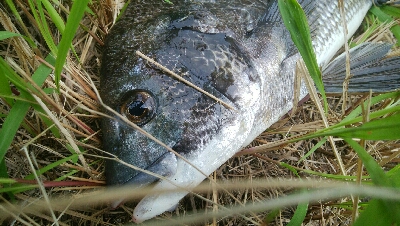 『釣りデビュー❤』182日目⭐