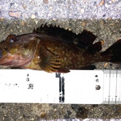 ボトムでガシラゲーム