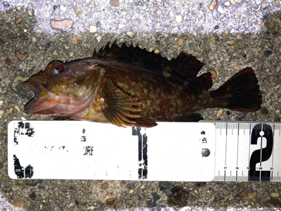 ボトムでガシラゲーム