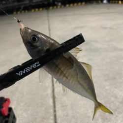 アジング楽しい!