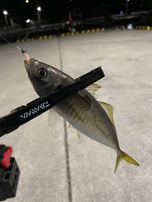 アジング楽しい!