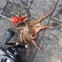 タコは渋いながらも成長過程。。