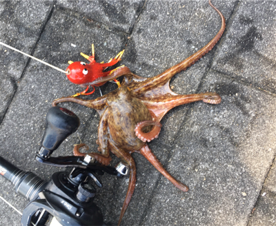 タコは渋いながらも成長過程。。