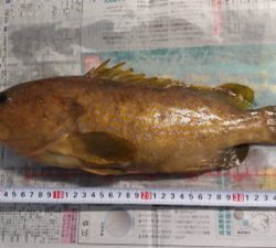 ボートで昼イカメタル、タイラバ釣行