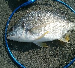 『釣りデビュー❤』183日目