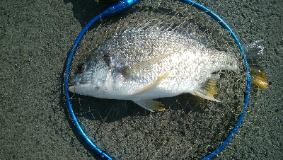 『釣りデビュー❤』183日目