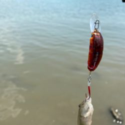 干潮からの3時間、ハゼクラ