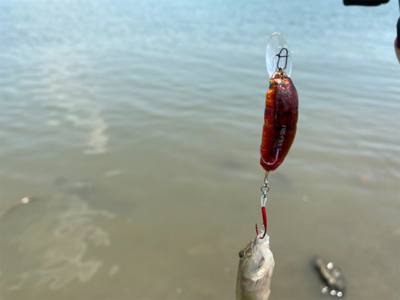 干潮からの3時間、ハゼクラ