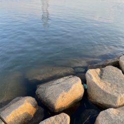 夕方のぶっ込み釣り