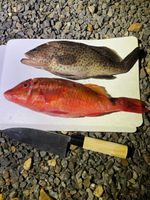 ロックフィッシュ