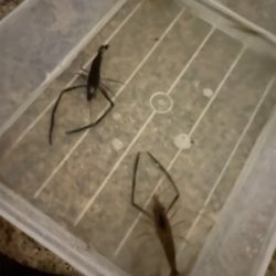 テナガエビ釣り