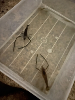 テナガエビ釣り