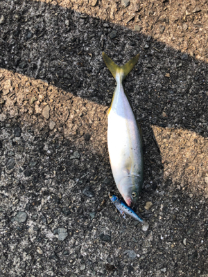 ツバスナブラも20分