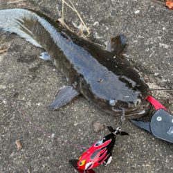 夕まづめナマズ釣り