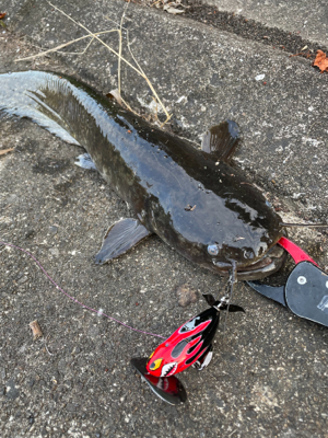 夕まづめナマズ釣り