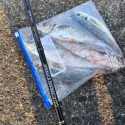 エギングのはずが