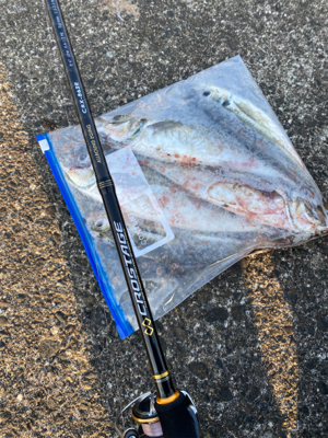 エギングのはずが