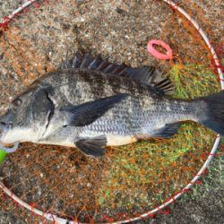 潮周り良好も3枚のみ