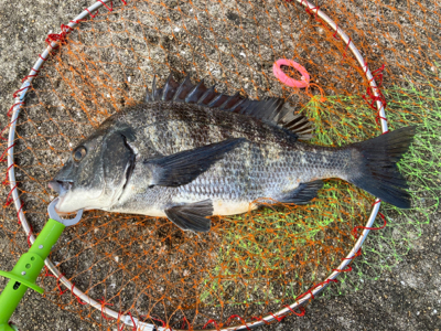 潮周り良好も3枚のみ