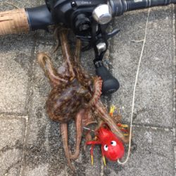 ギックリ腰なのでタコ散歩。。。