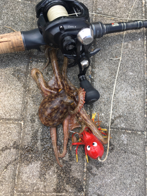 ギックリ腰なのでタコ散歩。。。