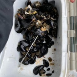 スライダーでチヌ