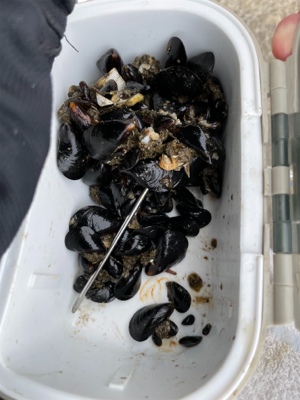 スライダーでチヌ