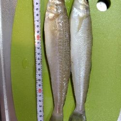 由良川河口 キス釣り