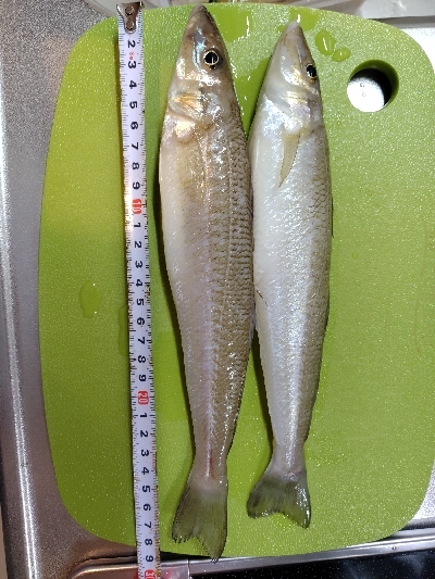 由良川河口 キス釣り