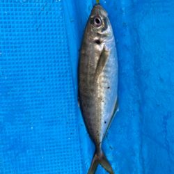 オフショアジギングでメバル？