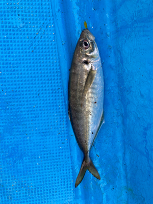 オフショアジギングでメバル？