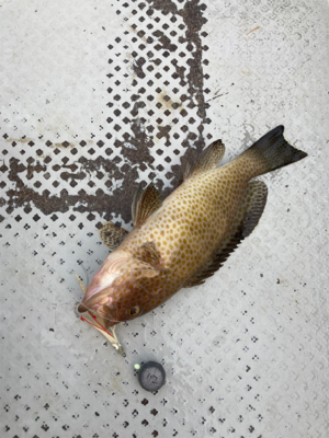 タイラバでオオモンとアオハタ