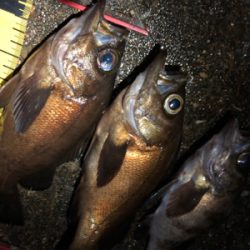 満月メバリング