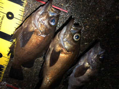 満月メバリング