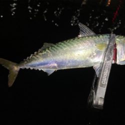 大阪湾奥アジング