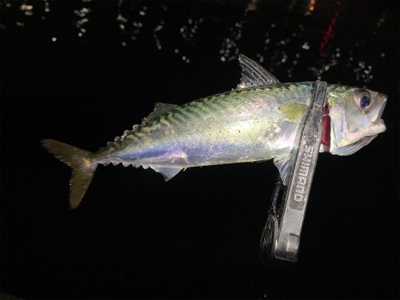 大阪湾奥アジング