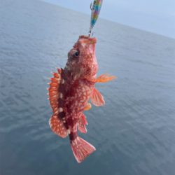 ライトジギング&タイラバ&飲ませ釣り