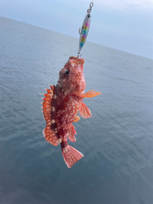 ライトジギング&タイラバ&飲ませ釣り