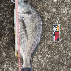 2日連続、落とし込み