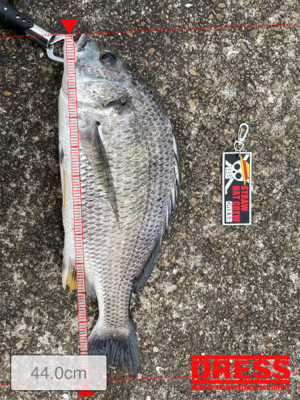 2日連続、落とし込み