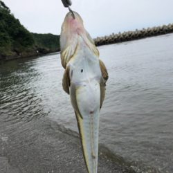 マゴチ 釣れました。