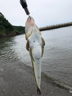 マゴチ 釣れました。